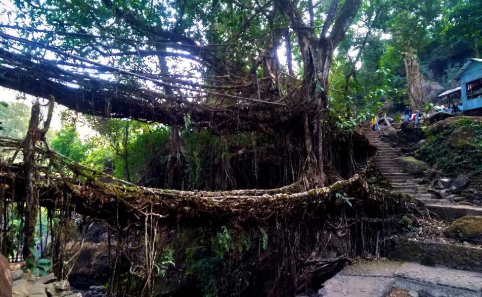 Adventurous Living Root Bridge Trekking Tour
