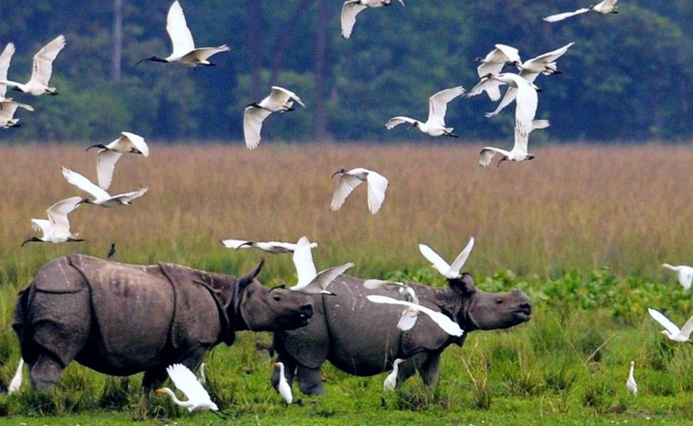 Guwahati Kaziranga Shillong Cherrapunji Tour Package