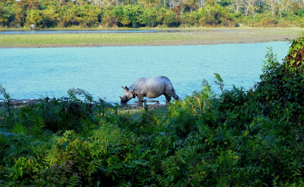 Jeep Safari Booking at Kaziranga National Park